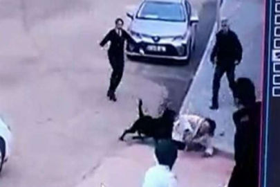 Gaziantep’te pitbull’dan sonra rottweiler dehşeti
