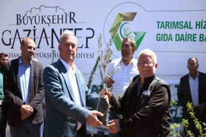 Büyükşehir Belediyesi 5 bin yağlık zeytin ve badem fidanı dağıttı