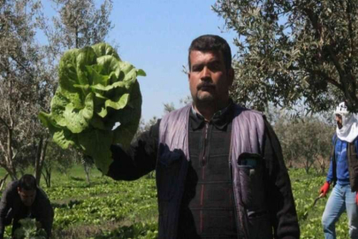 Marulun tanesi tarlada 2 TL markette 10 TL