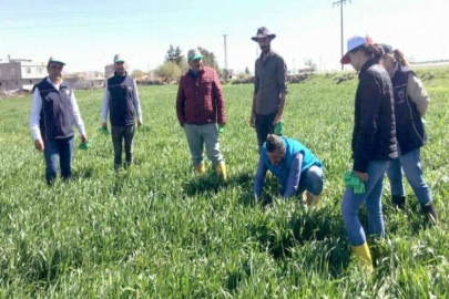 Araban Ovası’nda süne ile biyolojik mücadele başlatıldı