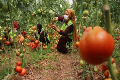Belediye serasında yetiştirilen domatesler ihtiyaç sahiplerine dağıtılıyor