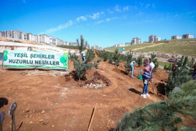 Büyükşehir 250 karaçam dikimi yaptı