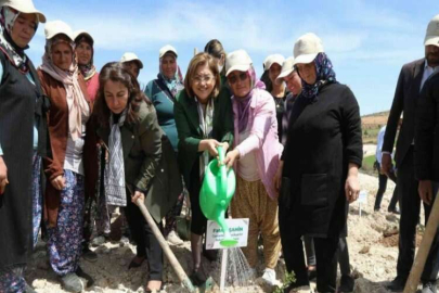 Büyükşehir, Tıbbi Ve Aromatik Bitkiler Ormanı kurdu