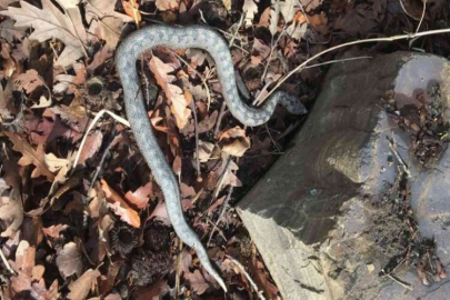 Nesli tehlike altındaki boynuzlu engerek görüntülendi