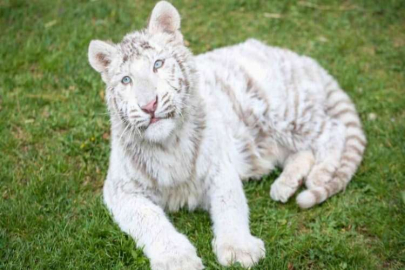 İstanbul’da ele geçirilen “Bengal Kaplanı” Gaziantep’e getirildi