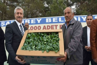 Çiftçilere milyonlarca fide dağıtıldı