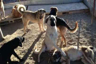 Sokak hayvanları için CAHİDE Vakfı kuruldu