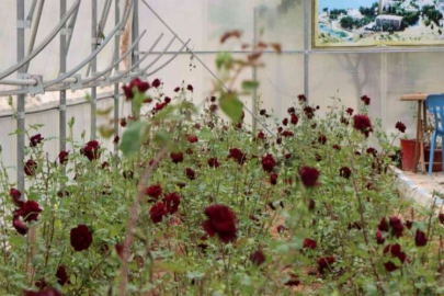 Halfeti’nin simgesi karagül çiçek açtı