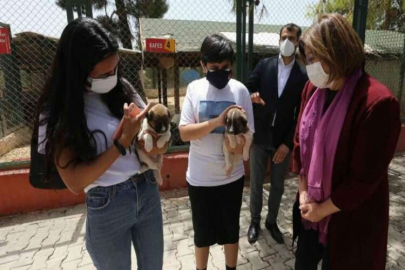 Gaziantep’te 4 ayda 150 sokak hayvanına yeni yuva bulundu