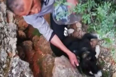 Kafası bidona sıkışan köpek günler sonra fark edilerek kurtarıldı