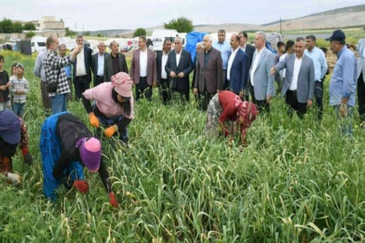 Milletvekili Erdoğan Çiftçiler Gününü tarlada kutladı