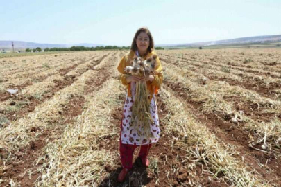 Araban Firik ve Sarımsak Festivali başladı