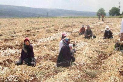 Meşhur araban sarımsağında hasat zamanı