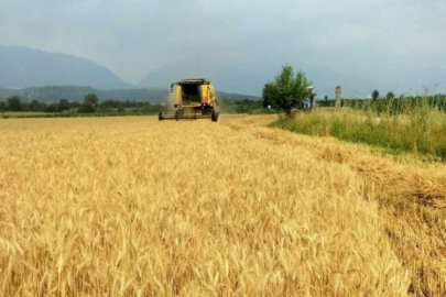 Buğday üreticisinin yüzü gülüyor