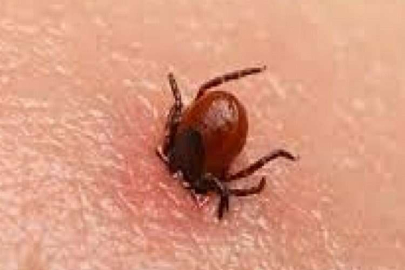 Çorum’da keneden 1 kişi daha öldü