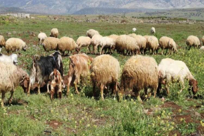 Gaziantep’te kurbanlık fiyatları belli oldu