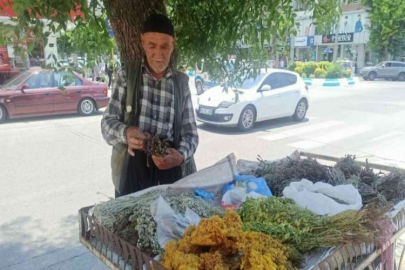Dağlardan topladığı şifalı otlar geçim kaynağı oldu