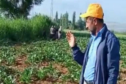 Yaban domuzları çiftçilerin korkulu rüyası oldu