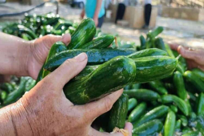 Kahramanmaraş salatalığı sofralardaki yerini aldı
