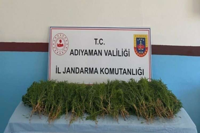 Jandarma ekipleri üzüm bağında kenevir ele geçirdi