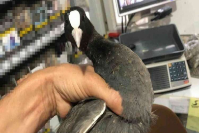 Marketteki kutudan sakarmeke çıktı