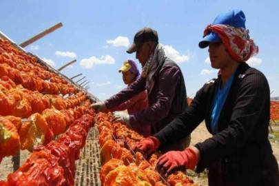 Gaziantep’te sezonun ilk kurutmalıkları güneşe bırakıldı