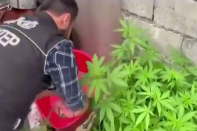 Evlerde uyuşturucu yetiştirenlere polis baskını