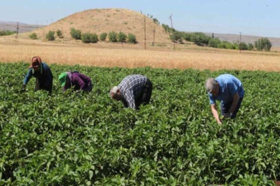 Tahmazoğlu domates ve biber hasadı yaptı