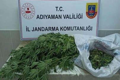 Jandarma, kenevir bitkisi ve esrar maddesi ele geçirdi