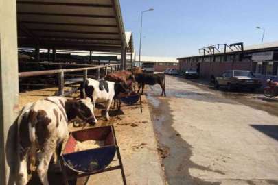 Adıyaman'da kurban satış ve kesim alanları belirlendi