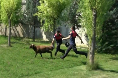 Firar eden kurbanlık koç hastane bahçesini birbirine kattı