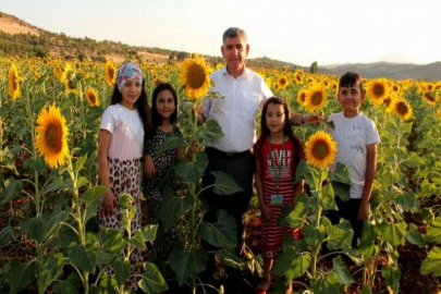 Devletin tohum desteğiyle araziler sarıya büründü