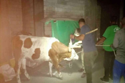 Gaziantep’te bayramda kaçan 20 kurbanlık yakalandı
