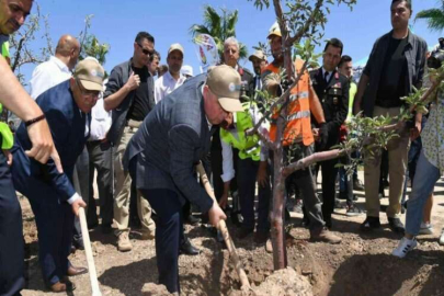 251 kahramanın adına 251 zeytin fidanı dikildi