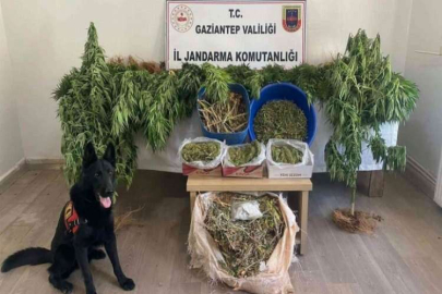 Ayakkabı kutularındaki esrarı dedektör köpek buldu