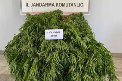 Orman arazisinde kenevir yetiştirirken yakalandı