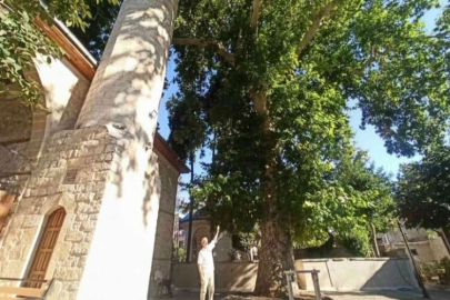Bektutiye Camii’nin asırlık çınarla komşuluğu