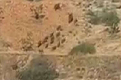 Aç kalan domuz sürüleri Antep fıstığı bahçelerine dadandı