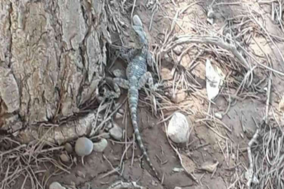 Pazarcık'ta çöl varanı görüldü