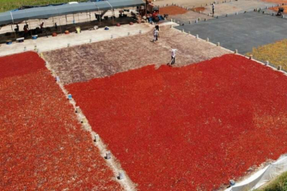 Şanlıurfa’da isotun acı serüveni başladı