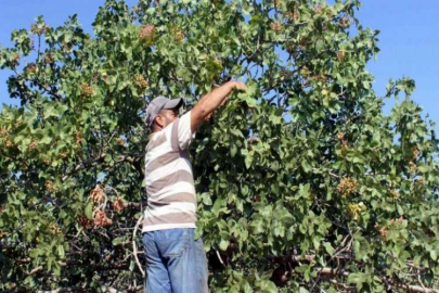 Kilis’te Antep fıstığı hasadı başladı