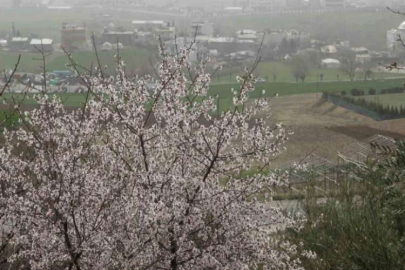 Adıyaman’da ağaçlar hüzne çiçek açtı
