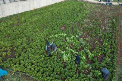 Kilis’te depremden sonra marul ve maydanoz hasadı başladı