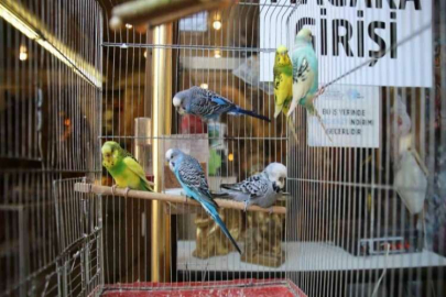 Asrın felaketi sonrası ötücü kuşlara ilgi arttı