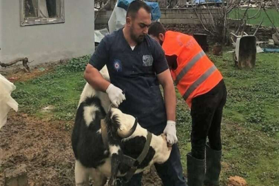 Antalya Büyükşehir Belediyesi’nden Gaziantep’te veterinerlik hizmeti