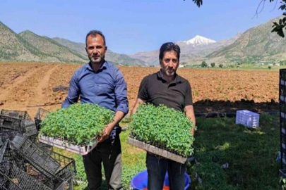 Batman’da 400 dönümlük alanda kurutmalık domates ekimine başlandı