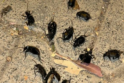 Suriye sınırındaki ilçeyi böcekler istila etti