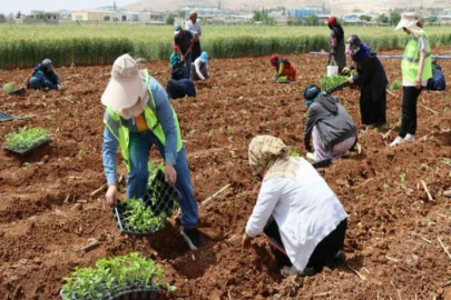 Şanlıurfa’da 200 bin isot fidesi toprakla buluştu