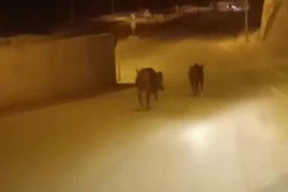 Domuzlar şehir merkezine indi