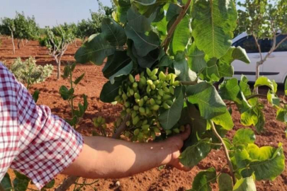 Gaziantep’te fıstık üreticileri gözlerine inanamadı